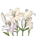 Bouquet with Lily flower, bud and leaf. Hand drawn illustration. Vector outline sketc Royalty Free Stock Photo