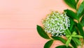 Bouquet of lily of the valley flowers with green leaves with a bow on a wooden pink background Royalty Free Stock Photo