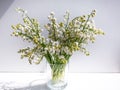 Bouquet of lily of the valley in the glass isolated on white background in bright sunlight. Delicate floral background