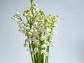 Bouquet of lily of the valley isolated on white background in bright sunlight. Delicate floral background