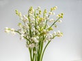 Bouquet of lily of the valley isolated on white background in bright sunlight. Delicate floral background