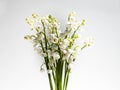 Bouquet of lily of the valley isolated on white background in bright sunlight. Delicate floral background