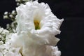 Bouquet of Lisianthus and Gypsophila isolated on a black background