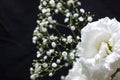 Bouquet of Lisianthus and Gypsophila isolated on a black background