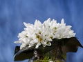 A bouquet of little fresh snowdrops covered with water drops in a glass vase outdoors with a blue sky at the background. Bunch of Royalty Free Stock Photo