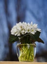 A bouquet of little fresh snowdrops in a glass vase outdoors with a blue sky at the background. Bunch of flowers. Galanthus Royalty Free Stock Photo