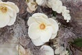 Bouquet of lovely big white ornamental flower made of material and plastic hanging, as part of interior