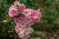 A bouquet of lovely pink and white fairy roses. 1