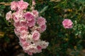 A bouquet of lovely pink and white fairy roses. 2