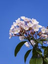 Bouquet of Luculia gratissima in Chiang Dao Wildlife Reserve are Royalty Free Stock Photo