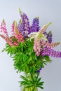 A bouquet of lupines in a basket. Multicolored summer flowers pink and purple on grey background. Lupine flower buds Royalty Free Stock Photo