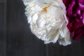 Bouquet of lush white and purple peonies against a gray blurred background. Beautiful tender flowers as a gift for the holiday Royalty Free Stock Photo