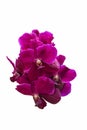 Bouquet magenta orchid flower