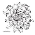 Bouquet of magnolia flower drawing and sketch. Royalty Free Stock Photo