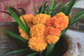 Bouquet of Marigold Flowers for Offering in Buddhist Temple in Thailand