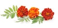 Bouquet of marigolds. Royalty Free Stock Photo