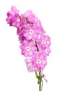 Bouquet Matthiola Incana flower isolated on White.