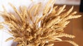 Bouquet of mature ears of grain, close-up. The concept of ripening and harvesting the harvest of rye and wheat. Agriculture, close Royalty Free Stock Photo