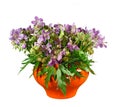 Bouquet of meadow flowers in orange pot. Isolated. Royalty Free Stock Photo