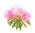 Bouquet Mimosa Albizia julibrissin foliage and flowers isolated on white