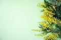 Bouquet of mimosa flowers on green background. International Women Day. Top view, flat lay Royalty Free Stock Photo