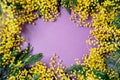Bouquet of mimosa flowers on violet background. International Women Day. Top view, flat lay Royalty Free Stock Photo