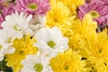 Bouquet of multi-colored chrysanthemums