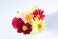 Bouquet of multi-colored dahlia flowers Royalty Free Stock Photo