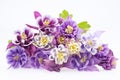 Bouquet of multi-colored flowers of Aquilegia vulgaris