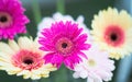 Close up Bouquet of multi colored gerbera flowers in glass vase arrangement centerpiece isolated on blurry nature background. Royalty Free Stock Photo