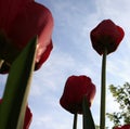 A bouquet of multi-colored tulips against the light close-up against the blue bluish sky Royalty Free Stock Photo