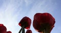 A bouquet of multi-colored tulips against the light close-up against the blue bluish sky Royalty Free Stock Photo