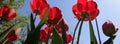 A bouquet of multi-colored tulips against the light close-up against the blue bluish sky Royalty Free Stock Photo