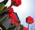 A bouquet of multi-colored tulips against the light close-up against the blue bluish sky Royalty Free Stock Photo