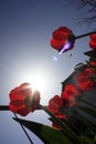 A bouquet of multi-colored tulips against the light close-up against the blue bluish sky Royalty Free Stock Photo