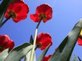 A bouquet of multi-colored tulips against the light close-up against the blue bluish sky Royalty Free Stock Photo