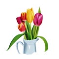 Bouquet of multi colored tulips with leaves in a ceramic vase, watercolor isolated illustration on white background Royalty Free Stock Photo