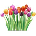 Bouquet of multicolor tulips