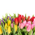 Bouquet of multicolor tulips with water drops Royalty Free Stock Photo