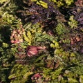 Bouquet of multicolored protea, lavender and thuya. Floral pattern.