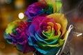 Bouquet of 3 multicolored roses, shot close-up