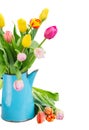 Bouquet of multicolored tulip flowers in blue Royalty Free Stock Photo