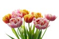 Bouquet of multicolored tulip flowers isolated on white background. Royalty Free Stock Photo