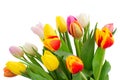 Bouquet of multicolored tulip flowers in white Royalty Free Stock Photo