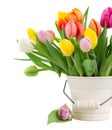 Bouquet of multicolored tulip flowers in white pot Royalty Free Stock Photo