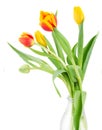 Bouquet of multicolored tulip flowers in white pot Royalty Free Stock Photo