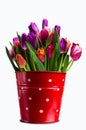 Bouquet of multicolored tulips Royalty Free Stock Photo