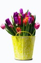 Bouquet of multicolored tulips Royalty Free Stock Photo