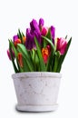 Bouquet of multicolored tulips Royalty Free Stock Photo