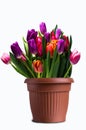 Bouquet of multicolored tulips Royalty Free Stock Photo